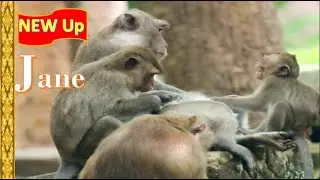Mother Jane hurt Janna monkey Push Janna crying seriously & escape