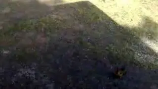 Squirrels fighting