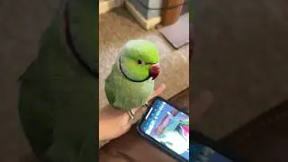 #ringnickparrot #birds