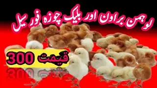 Lohmann brown chicks for sale | Lohmann black chicks for sale | 03216652965