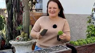 Como Montar Floreiras de Suculentas Usando o Substrato Ideal