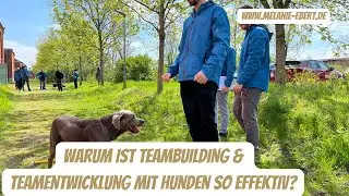 Hundegest&uuml;tztes Teambuilding & Teamevent mit Tieren