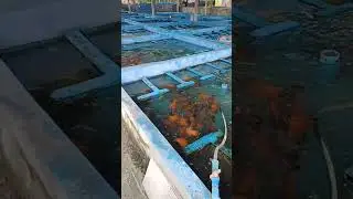 oscar fish farm