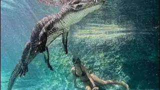 Плавание с аллигаторами во Флориде