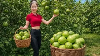 Harvesting 1000+KG of giant GUAVAS from a forgotten garden for sale - Cooking traditional dishes.