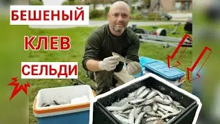 ГДЕ и КОГДА клюет СЕЛЕДКА ?  Морская Рыбалка с ЛОДКИ.