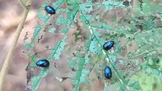 Alder Leaf Beetle #beetles
