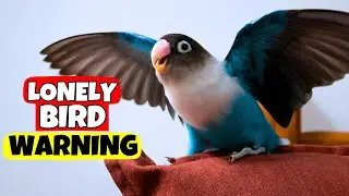 7 Signs That Your Bird Is Lonely – But You Keep Ignoring Them