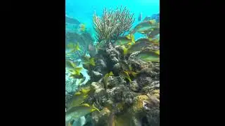 Coralscape of coralhead #coral #coralreef #underwater #coralscape #coralhead