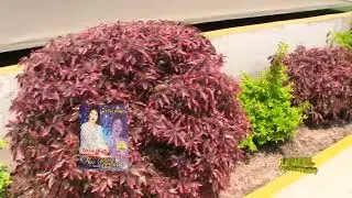 FLOR PILLAHUINA - Arpa Melanio Ayala (Tema: No quiero verte) Exitos de Oro