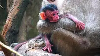 Newborn BABY MONKEY OF Mom Spring