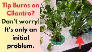 Tip Burns on Cilantro? Don&rsquo;t worry! It&rsquo;s only temporary #aerogarden #hydroponics #gardening
