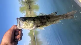 Largemouth Bass with Melanosis (Third Fish)