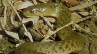 Beautiful Python Snake Drinking Water