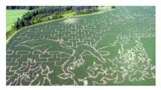 Corn Maze - The Great Vermont Corn Maze