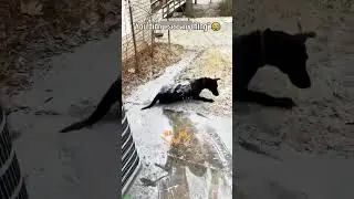 Cat videos 🐈&zwj;⬛ funny cats talking 🙀 # Episode 3970
