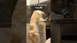 Работает профессионал😂 #borzoi #dog #русскаяборзая #русскаяборзая #борзая #рпб #christmas #рпбудни