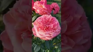 EDROSES/Роза 🌹 Куин оф Хартс (Queen of Hearts ), Kordes Германия, 2008
