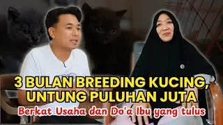 Cerita awal breeder BSH choco dan cinnanmon murah di bawah pasaran - Mas Danang Breeder Kucing BSH