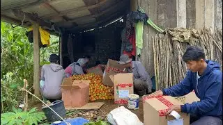 Seharian di Kebun Panen Tomat, Rawat Tanaman, dan Nikmati Alam