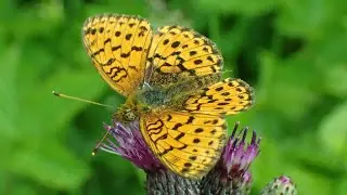 Purperstreepparelmoervlinder/Lesser marbled fritillary (Brenthis ino)