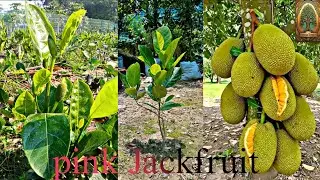 বারোমাসি পিঙ্ক কাঁঠাল || All time pink Jackfruit INDIAN  NURSERY