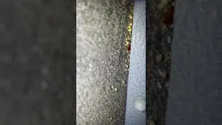 Bed Bugs infestation inside semi truck