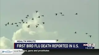First bird flu death reported in U.S.