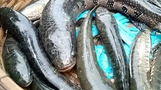 আড়িয়াল বিলের গজার মাছ কেমন দামে বিক্রি হয় দেখুন। Deshi Fish। Village Fish Market। DN Village Agro