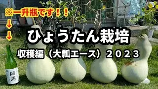 【ひょうたん栽培】収穫編（大瓢エース）2023⑨