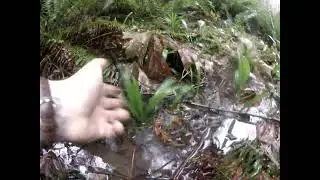 Trachycarpus swampsonii palms growing in standing water for months! Winter update
