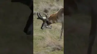 🦌 Incredible Pronghorn Facts You Won&rsquo;t Believe! 😱✨ #PronghornMagic #WildlifeWonders #wildlifewonders