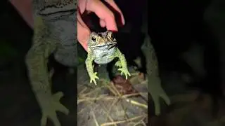 Funny frog catching skills | Lizard Funny | Frogs Funny | Froggy Funny | Toad Funny | Bullfrog Funny