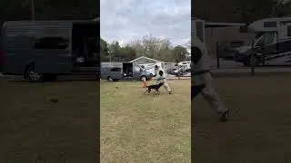 Leg bites