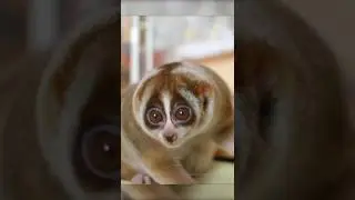 Slow Loris 🦥