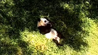 Throwback Baby Panda Cub Eating Fruitsicle 大熊猫吃水果冰 250916