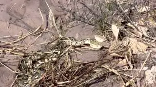 Snakes - Modisa Wildlife Project