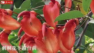 The ceibo tree (Erythrina variegata) is in full bloom