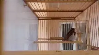 Овсянка ремез. (Emberiza rustica)