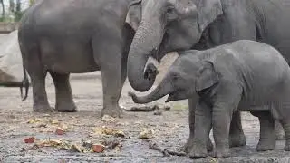 elephant video zoo 4k,old footage, Rani Savani