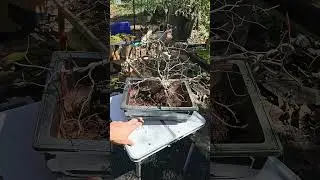Repotting my American Beech (not hornbeam) #bonsaitree #bonsai #bonsaigarden #atlanta #americanbeech