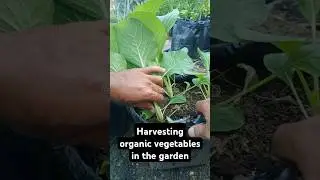 🌱Harvesting mustard greens in the garden #vegetables