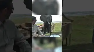 Crazy animal encounters!