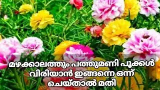 പത്തുമണി പൂക്കൾ മഴക്കാലത്തും നന്നാവാൻ... ഇങ്ങന ചെയ്താൽ മതി🌸pathumani plant caring