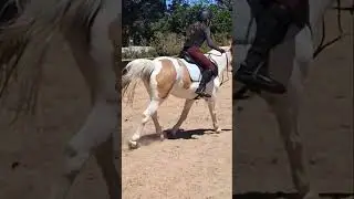 my first time jumping a 70cm course