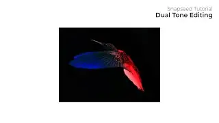 Dual-tone editing | Snapseed Tutorial | Tutorials by Team Shutterbugs