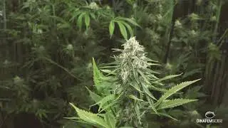 Orange Juice feminizada cultivada en interior