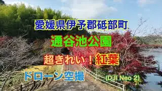 砥部町 通谷池公園 超きれい紅葉 ドローン空撮DJI Neo 2
