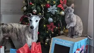 Cozy Little Christmas with a Whippet & Devon Rex