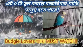 বর্ষাকালে বাজরিগার পাখির যত্ন | Budgie Monsoon Care Tips in Bangla #birds #বাজরিগার #youtube #pets